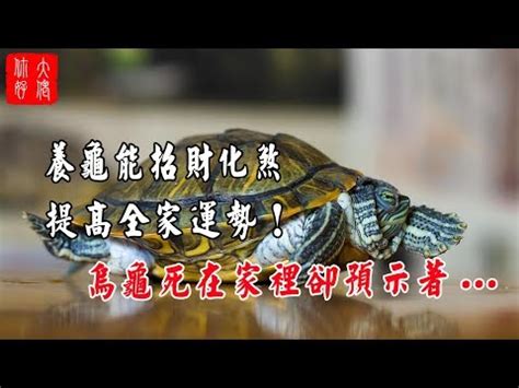 烏龜吉祥名字|烏龜吉祥名字 關於烏龜吉祥的名字，可以考慮以下幾個名字：